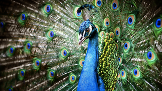 Dinosaurs Probably Shook Their Tail Feathers Like Peacocks When They Were Feeling Sexy
